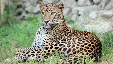 Leopard Attacks And Kills 2 Calves in Telangana's Sangareddy District