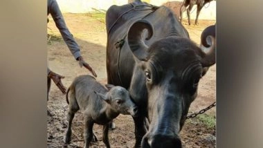 India News | India's First Banni Buffalo IVF Calf Born in Gujarat