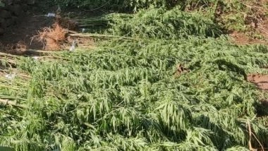 India News | 80 Acres of Ganja Fields Destroyed Under 'Parivartana' Programme in Andhra's Visakhapatnam