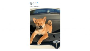 Shiba Inu Memecoins Prices Surge by 91 Percent in Past 24 Hours After Elon Musk's Tweet