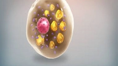 Health News | Study Finds How Glycogen is Linked to Heat Generation in Fat Cells