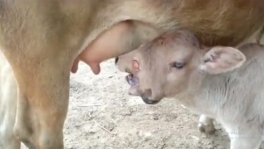 Rare Two-Headed Calf With 3 Eyes Born to Cow In Odisha's Nabrangpur During Navaratri 2021; Locals Worship It As Maa Durga's Avatar, Video Goes Viral