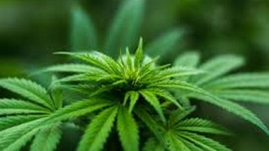 Marijuana Legalization Bill: US House of Representatives Passes Bill to Decriminalise Cannabis