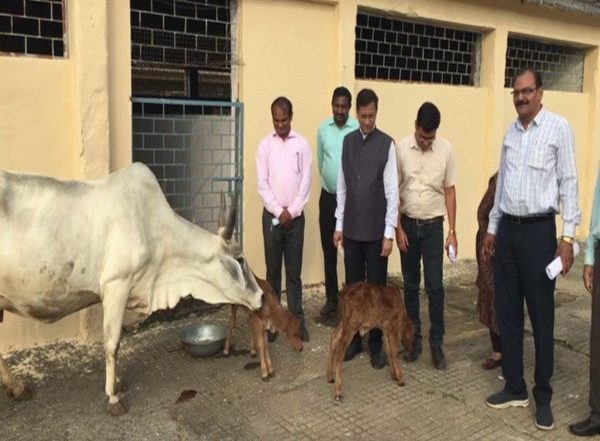 Madhya Pradesh: Jabalpur University Breeds Two Female Calves Using Embryo Transplant Technology