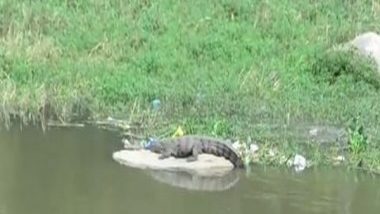 Hyderabad: Crocodile Sighted in Musi River in Attapur, Triggers Panic (Watch Video)