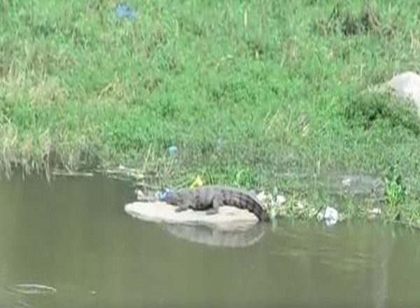 Hyderabad: Crocodile Sighted in Musi River in Attapur, Triggers Panic (Watch Video)