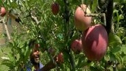 India News | Apple Harvesting Season in Full Swing in Kashmir Valley