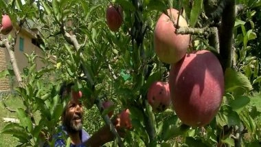 India News | Apple Harvesting Season in Full Swing in Kashmir Valley