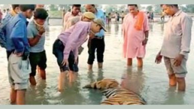 Uttar Pradesh: Tiger Carcass Found Floating in Katarniaghat Wildlife Sanctuary Canal in Bahraich