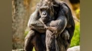 Science News | Study Confirms Leprosy in Wild Chimpanzees