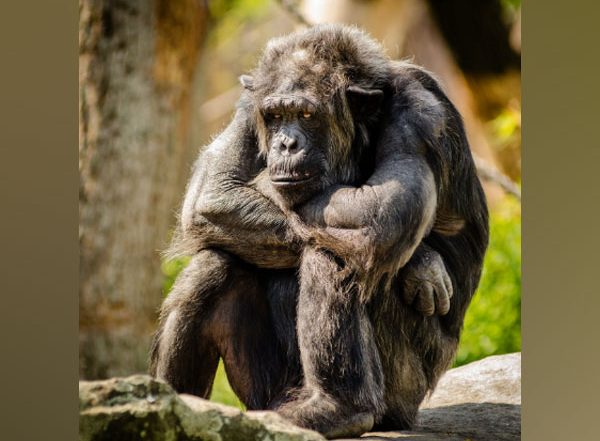 Science News | Study Confirms Leprosy in Wild Chimpanzees