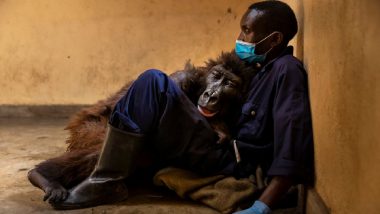 Mountain Gorilla Ndakasi, Who Featured in Viral Selfie Photobomb, Dies in Arms of Ranger Who Rescued Her