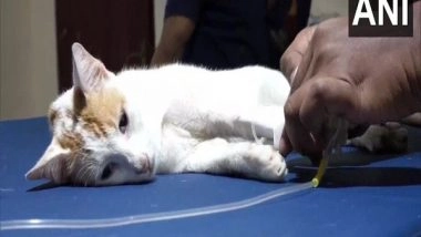 India News | Pondicherry: NGO Ensures Timely Medical Treatment, Food to Street Animals