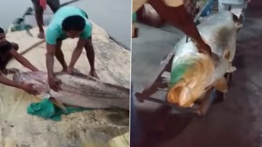 Giant 75 Kg Telia Bhola Fish Caught in Sunderbans, Sold For Over Rs 36 Lakh; Watch Video
