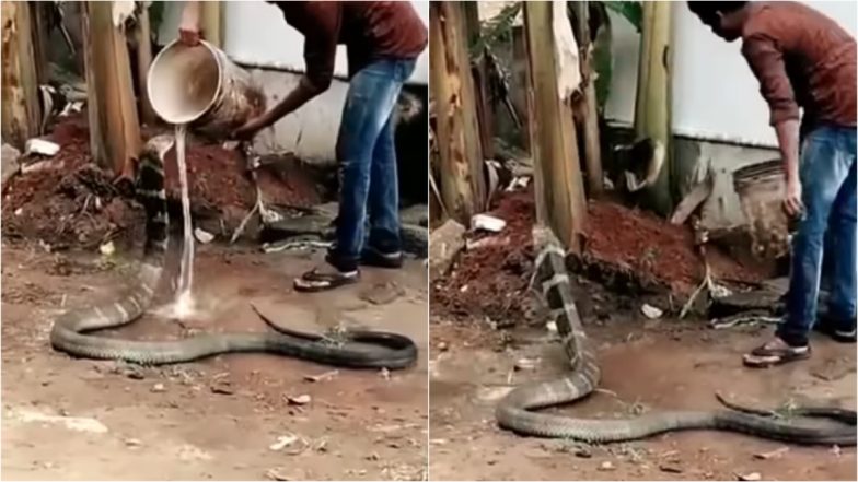 VIRAL VIDEO: King Cobra Gets Good Bath and Water To Drink From a Good Samaritan, Watch Mind-Boggling Instagram Post