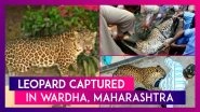 Leopard Captured After Straying In To Hospital Campus In Wardha, Maharashtra
