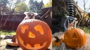 Viral Video: Ring-Tailed Lemurs Play With Jack-o&rsquo;-Lanterns and Eat Halloween Treats Out of Carved Pumpkins at Oregon Zoo