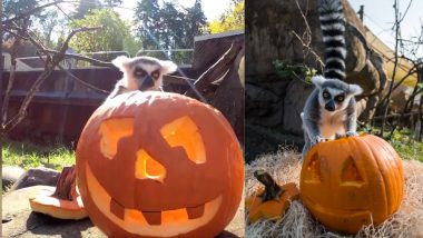 Viral Video: Ring-Tailed Lemurs Play With Jack-o’-Lanterns and Eat Halloween Treats Out of Carved Pumpkins at Oregon Zoo