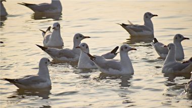 Siberian Birds Flock to Sangam, Attract Tourists in Uttar Pradesh's Prayagraj