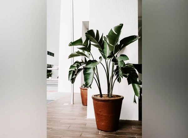 Science News | Study Finds Proteins That Support Photosynthesis in Iron-deficient Plants