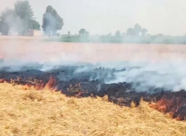 India News | Farmers in Punjab's Bathinda Burn Stubble, Say Not Left with Any Other Choice