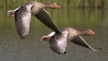 Science News | Climate Change, Human Pressure Means Migration May Be 'no Longer Worth It' for Animals