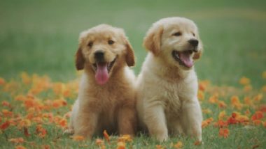 Science News | Study Finds Dogs Learn About Word Boundaries as Human Infants Do