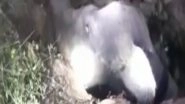 India News | Wild Elephant Rescued from Pit in Odisha Village