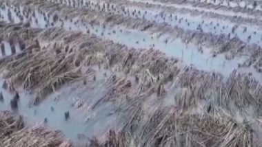 India News | Uttar Pradesh: Moradabad Farmers Suffer as Crops Get Destroyed Due to Heavy Rainfall