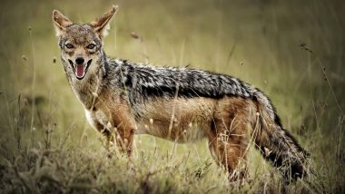 Madhya Pradesh: Man Dies After Being Bitten by Jackal in Gunga