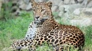 Leopard Found Dead in Madhya Pradesh&rsquo;s Jabalpur District; Electrocution Suspected
