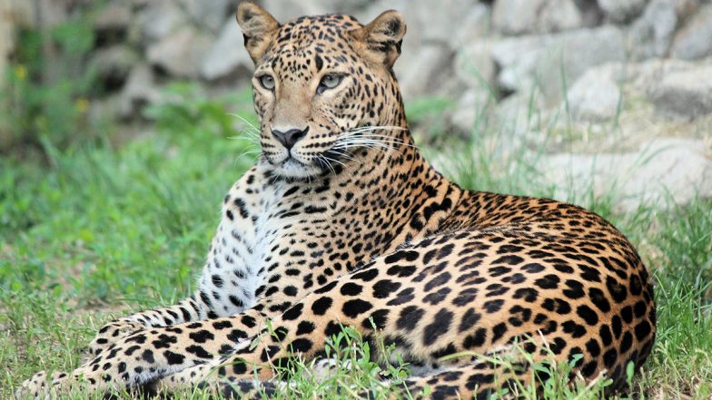 Leopard Found Dead in Madhya Pradesh's Jabalpur District; Electrocution  Suspected | LatestLY