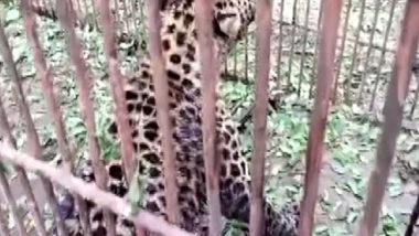 India News | Pune: Man Injured in Leopard Attack