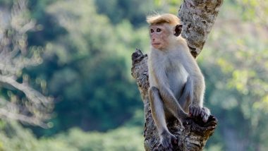 Tamil Nadu: 8-Month-Old Monkey Saved by Cab Driver Dies