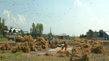 India News | Paddy Area in Punjab, Haryana, UP Comes Down by 7.72 Pc