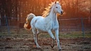Horse Hyperimmune Antibody May Help Fight COVID-19: Study