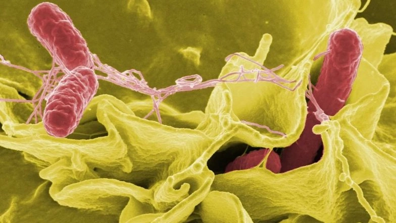 Drug-Resistant Salmonella Sickens 34 in US, CDC Links Cases to Backyard Poultry