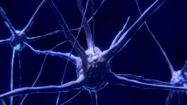 Science News | Researchers Discover Brain Circuits That Control Fear Responses