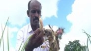 India News | Heavy Rains Damage Crops in Karnataka's Kalaburagi