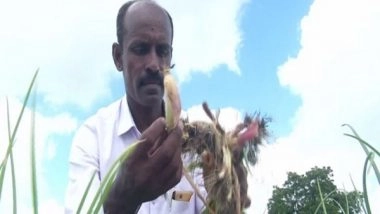 India News | Heavy Rains Damage Crops in Karnataka's Kalaburagi