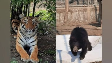 India News | Delhi Zoo Gets Two Tigresses, Sloth Bears from Maharashtra for Conservation Breeding