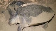 India News | Odisha Gets Ready for Buffer Nesting of Olive Ridley, Imposes Ban on Fishing from Nov 1 to May 31