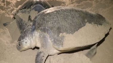 Maharashtra: Olive Ridley Sea Turtle Satellite Tagged on India’s West Coast for First Time Ever