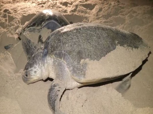 India News Maharashtra Olive Ridley Sea Turtle Satellite Tagged On Indias West Coast For 