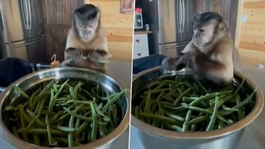 Video of Monkey Getting Angry As Green Beans in Its Hands Get Snapped Is The Cutest Thing You'll Watch Today!