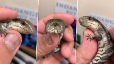 Rare Two-Headed Lizard With Blue Tongue Seen in Australian Zoo, Netizens Astonished Seeing 'Special' Reptile in Viral Video