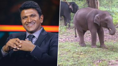 As a Tribute to Puneeth Rajkumar, Elephant Calf in Karnataka Named After the Late Kannada Actor