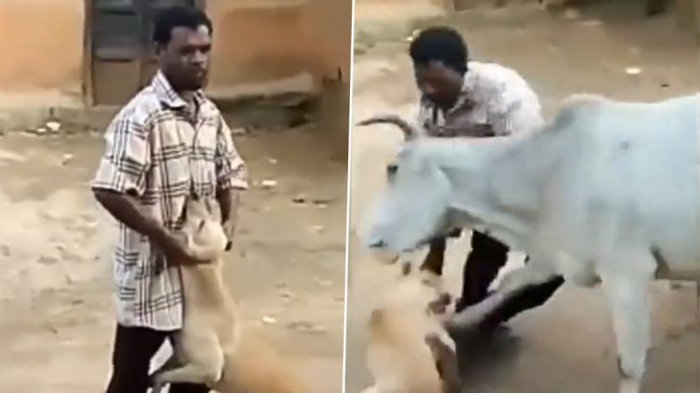 Karma! Man Assaulting Dog Gets Attacked by Cow; Watch Viral Video