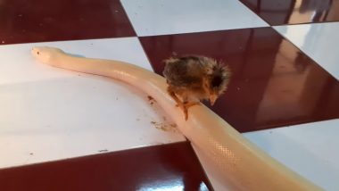 Cute Baby Bird Hops on a White Python for a Free Ride, Old Video Resurfaces Again on Social Media