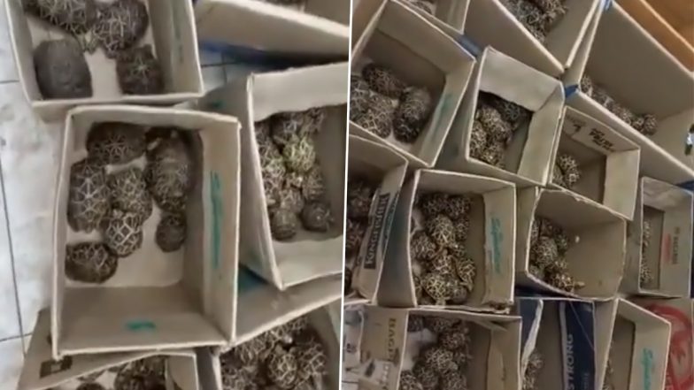 Karnataka: 380 Live Indian Star Tortoises Seized, 1 Arrested (Watch Video)